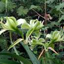 Слика од Hippeastrum calyptratum (Ker Gawl.) Herb.