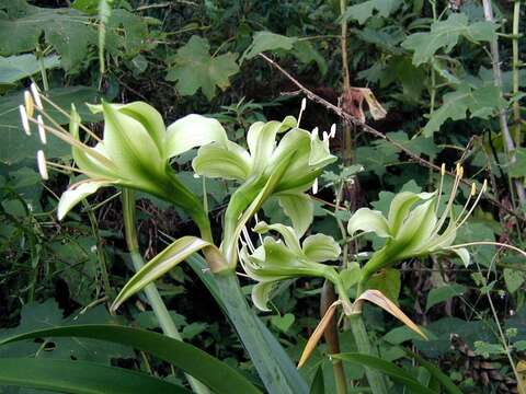 Слика од Hippeastrum calyptratum (Ker Gawl.) Herb.