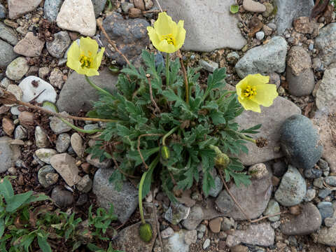 Imagem de Papaver radicatum subsp. alaskanum (Hultén) Anderson