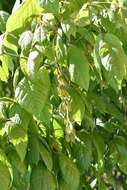 Image of Acer negundo var. mexicanum (DC.) Kuntze