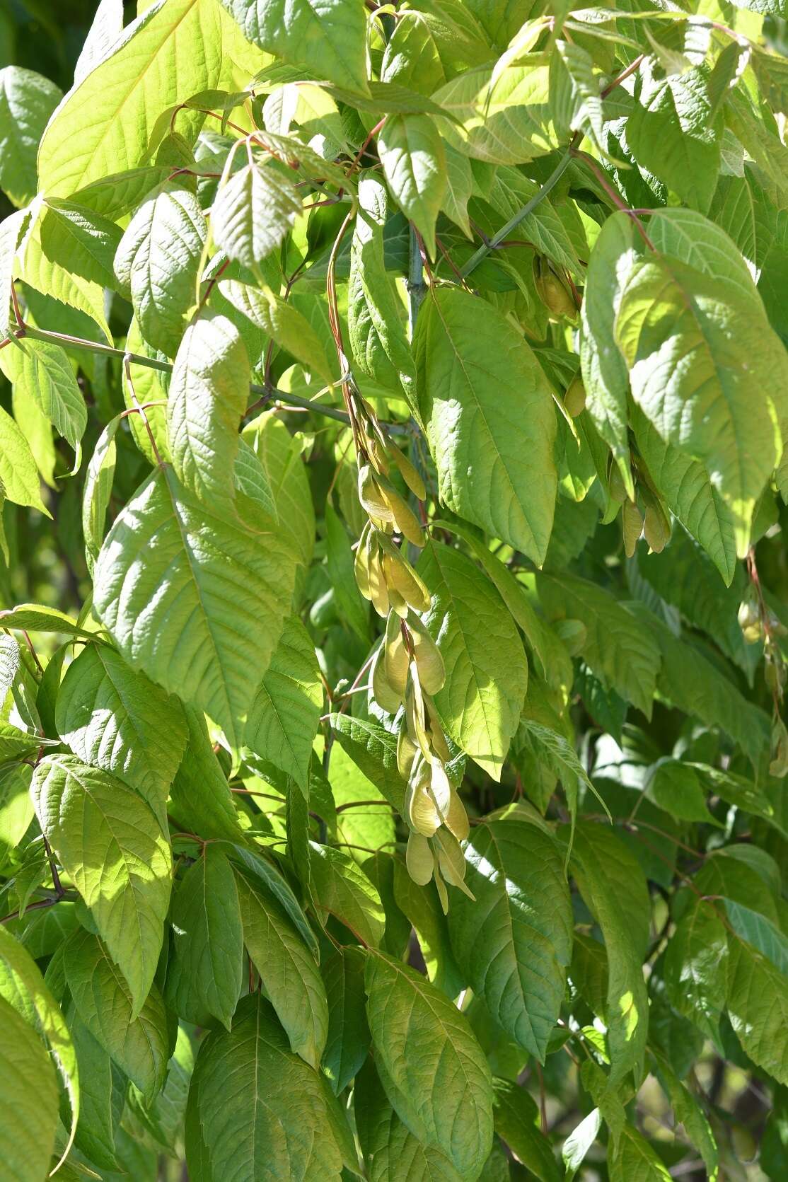 Image of Acer negundo var. mexicanum (DC.) Kuntze