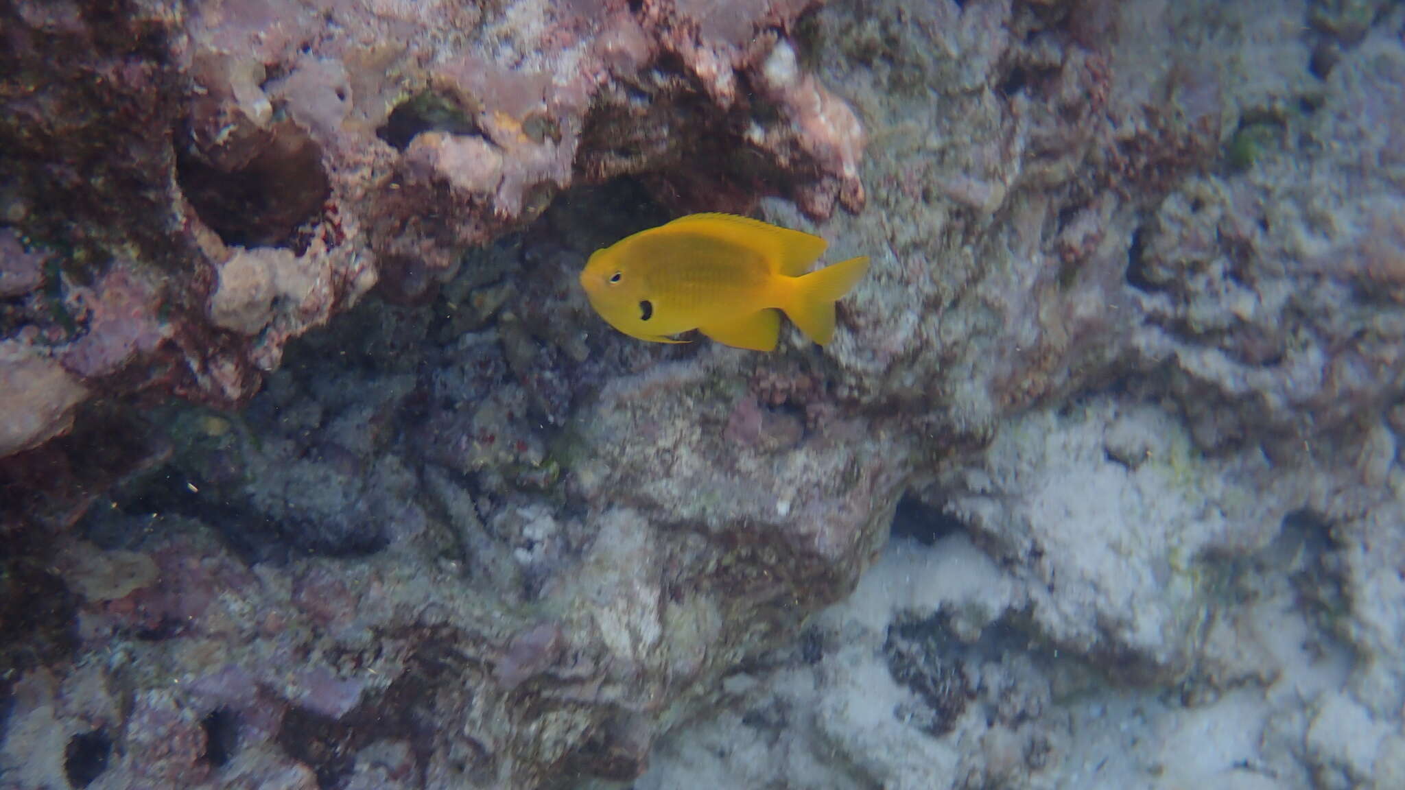 Image of Sulfur damsel