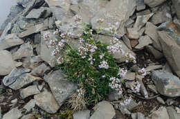 Image of Valeriana apula Pourr.