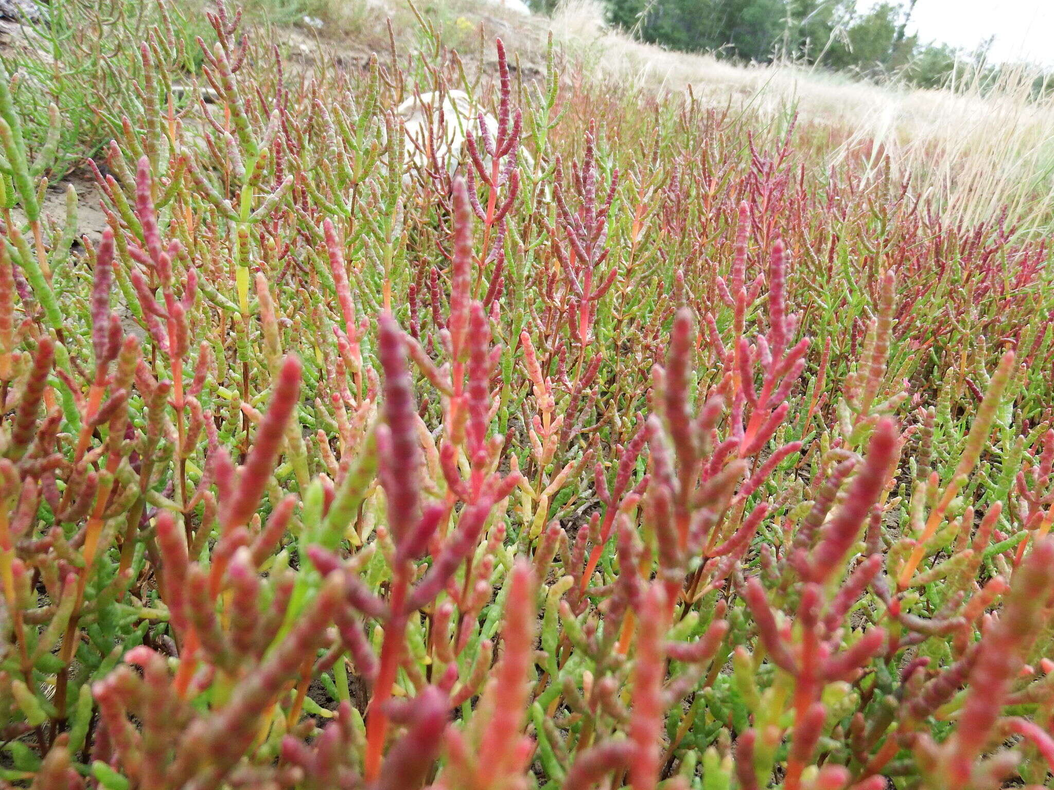 Image of glasswort