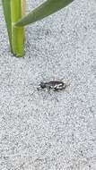 Image of Pacific Coast Tiger Beetle