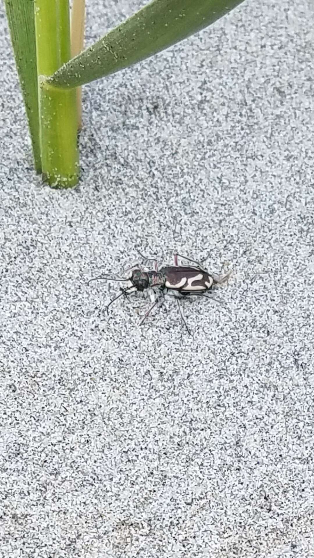 Image of Pacific Coast Tiger Beetle