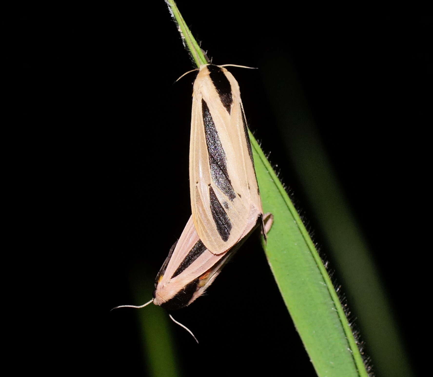 صورة Creatonotos gangis Linnaeus 1763