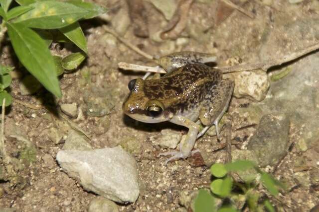 Sivun Eleutherodactylus pictissimus Cochran 1935 kuva