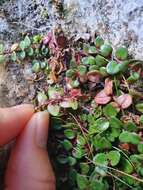 Imagem de Epilobium gracilipes T. Kirk