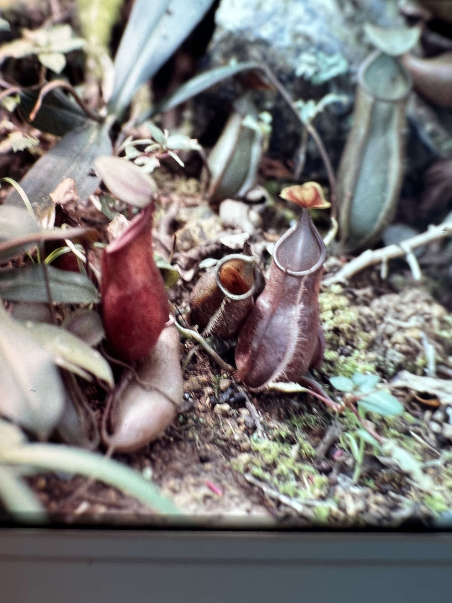 Image of Pitcher plant