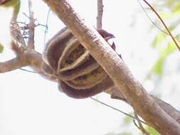 Image of Brachychiton viscidulus (W. Fitzg.) G. P. Guymer