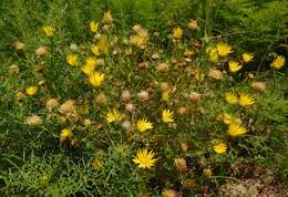 Image of Texas sleepydaisy