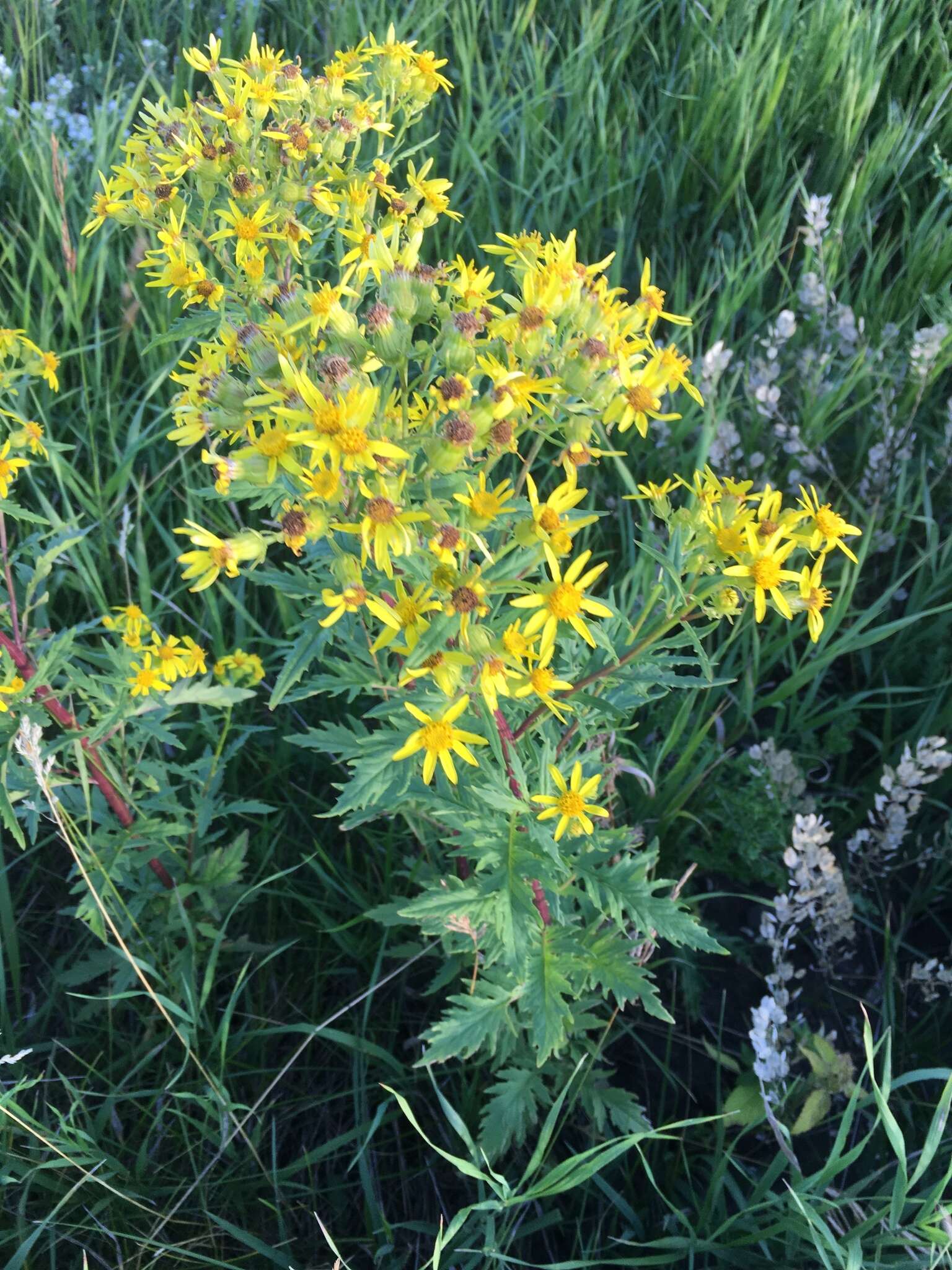 Image of Desert Ragwort