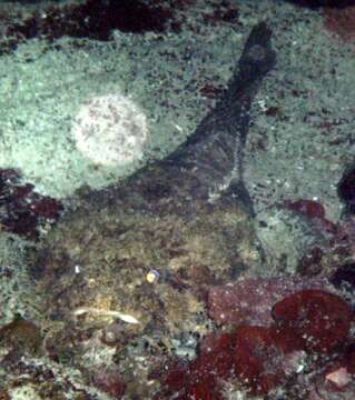 Image of Bearded toadfish