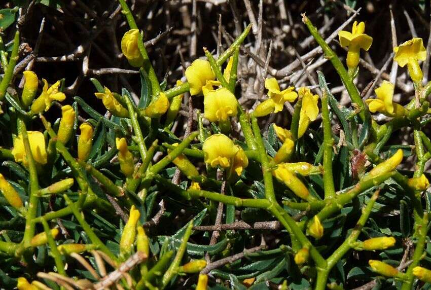 Imagem de Anthyllis hystrix (Barcelo) Cardona et al.