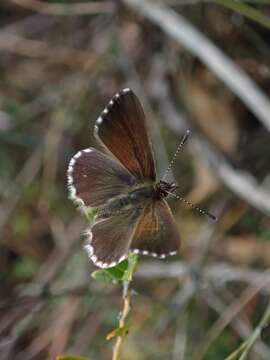 Imagem de Neolucia agricola (Westwood (1851))