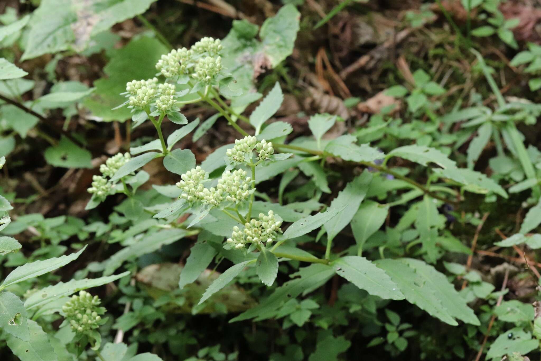 Image of Hylotelephium viviparum (Maxim.) H. Ohba