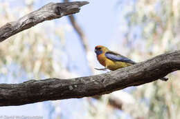 Image of Platycercus elegans flaveolus Gould 1837