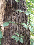 Image of Virginia creeper