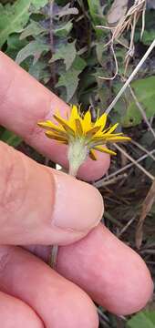 Image of Hyoseris radiata subsp. radiata