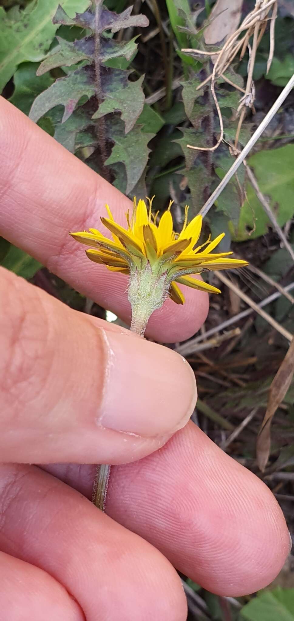 Image of Hyoseris radiata subsp. radiata