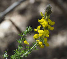 Image of Canary Island flatpod