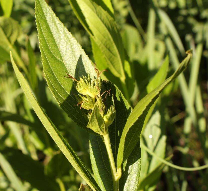 Image of Acalypha punctata Meisn. ex C. Krauss