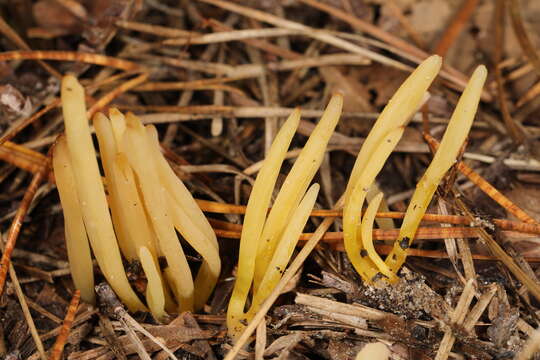 Image of Clavaria flavipes Pers. 1794