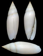 Image of Swainsonia casta (Gmelin 1791)