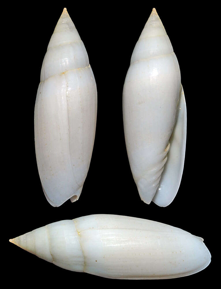 Image of Swainsonia casta (Gmelin 1791)