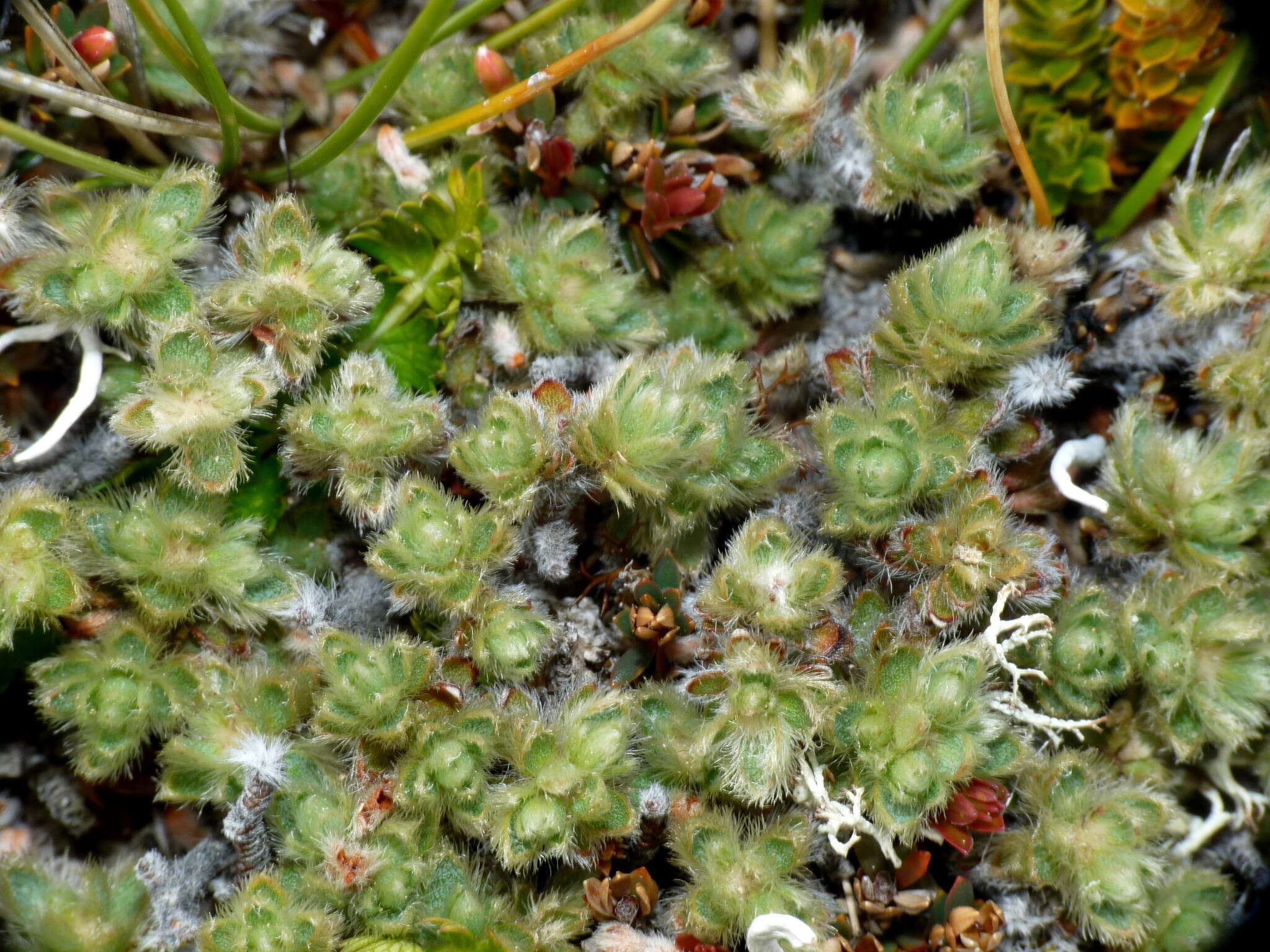 Image of Pimelea mesoa subsp. mesoa