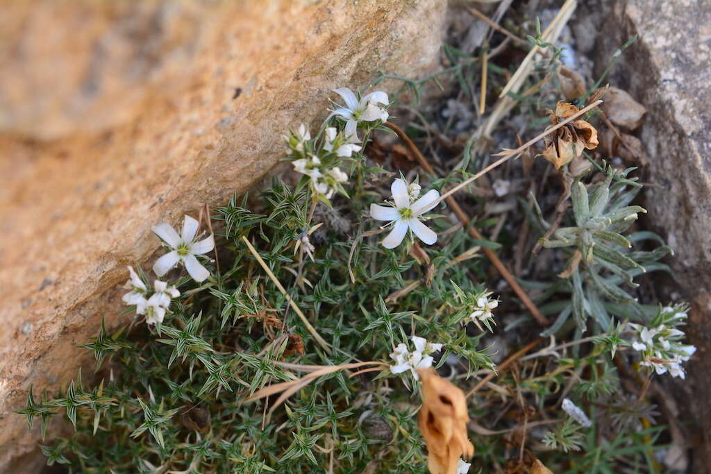 Слика од Arenaria aggregata (L.) Loisel.