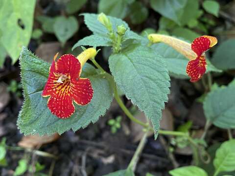 Image of Achimenes antirrhina (DC.) C. V. Morton