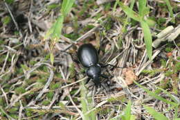 Imagem de Calosoma (Blaptosoma) atrovirens Chaudoir 1869