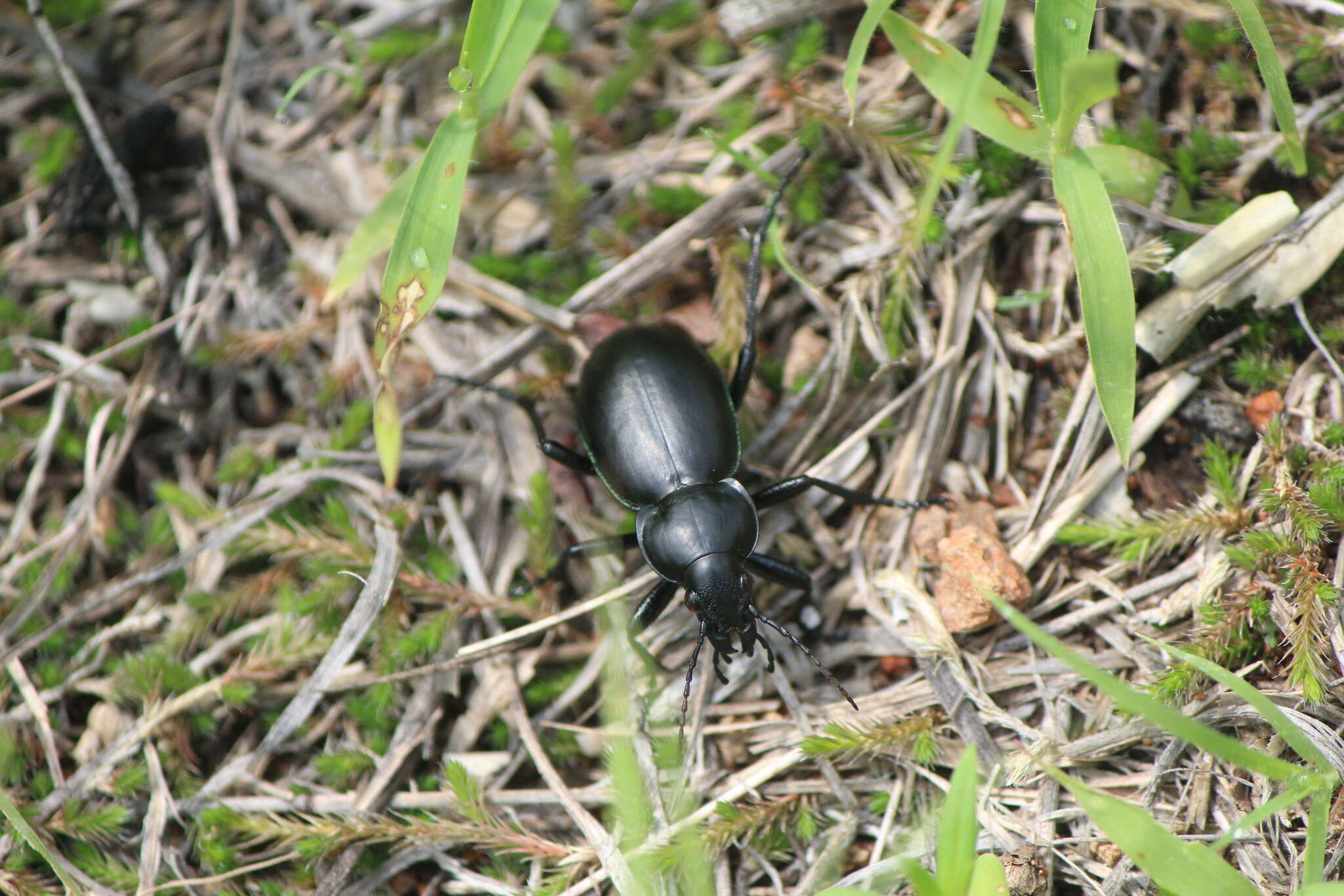 Imagem de Calosoma (Blaptosoma) atrovirens Chaudoir 1869