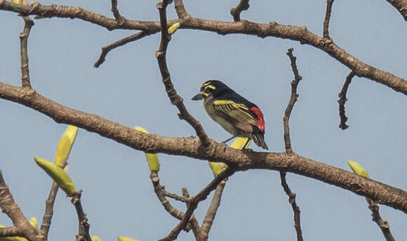 Image of Red-rumped Tinkerbird