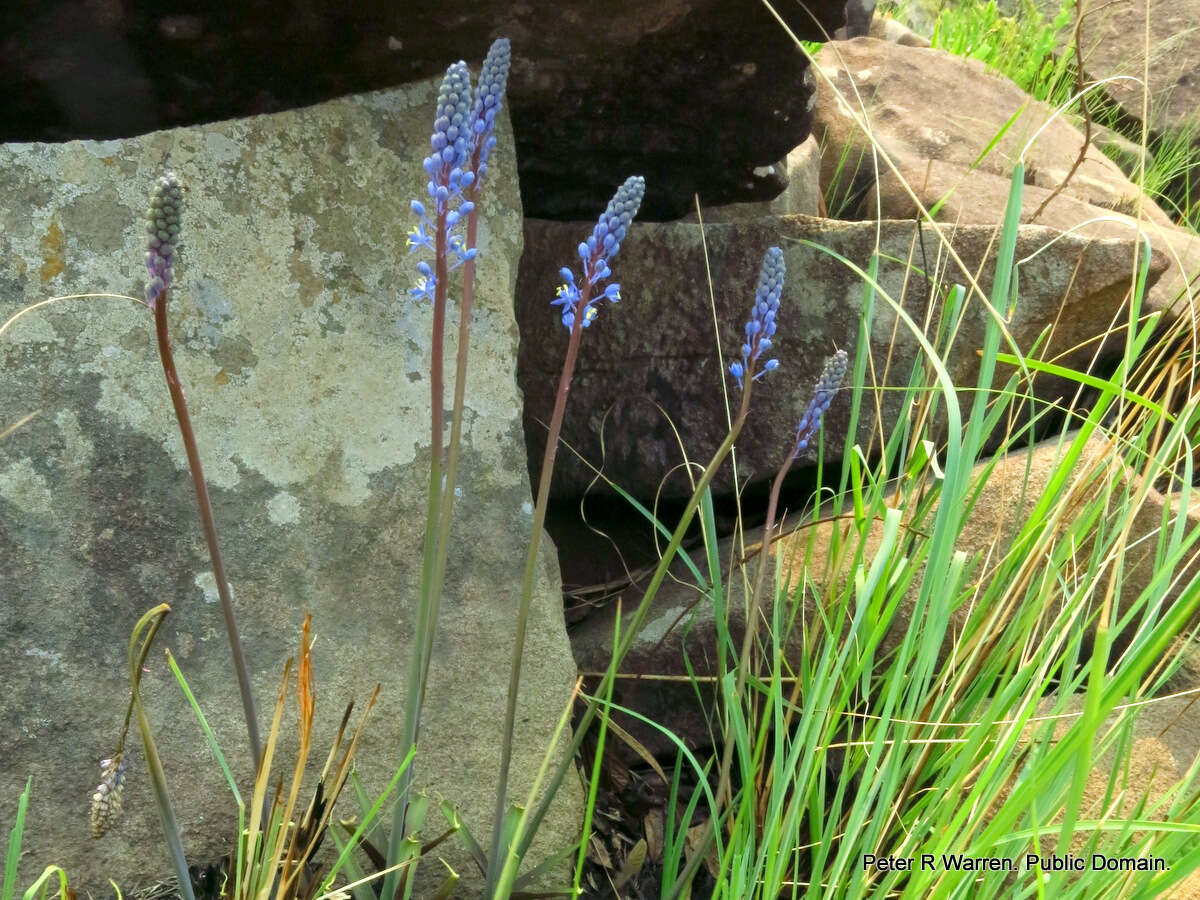 Image of Large blue squill