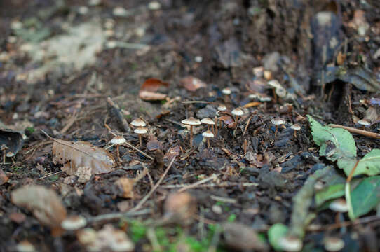 Image of Inocybe petiginosa (Fr.) Gillet 1876