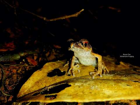 Image of Gracile Litter Frog