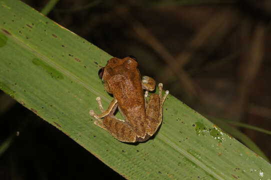 Leptopelis spiritusnoctis Rödel 2007的圖片