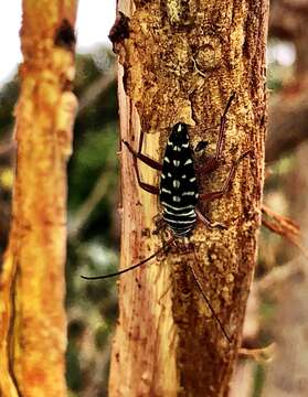 Image of Kiawe round headed borer