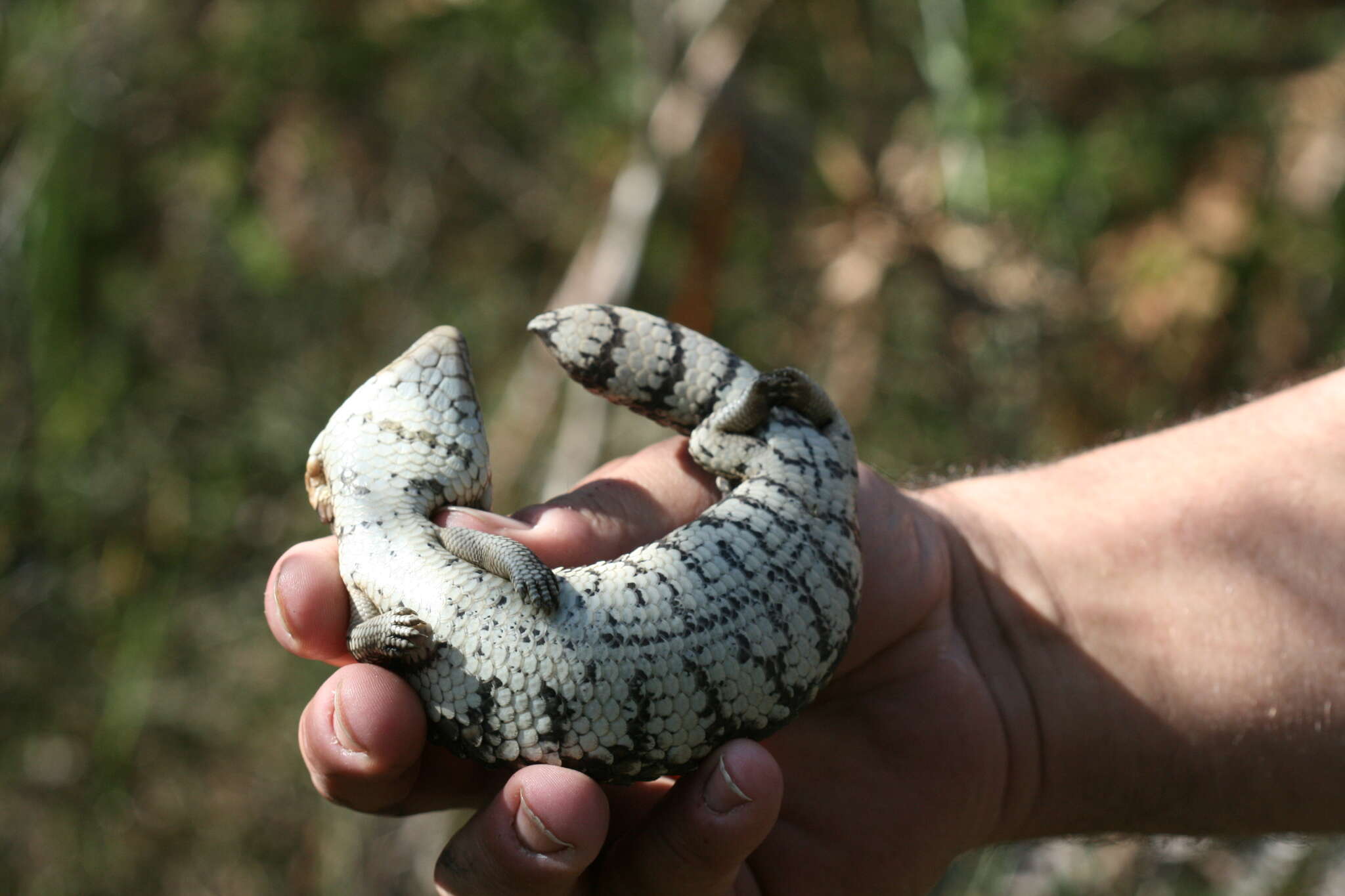 Image of Tiliqua rugosa rugosa Gray 1825