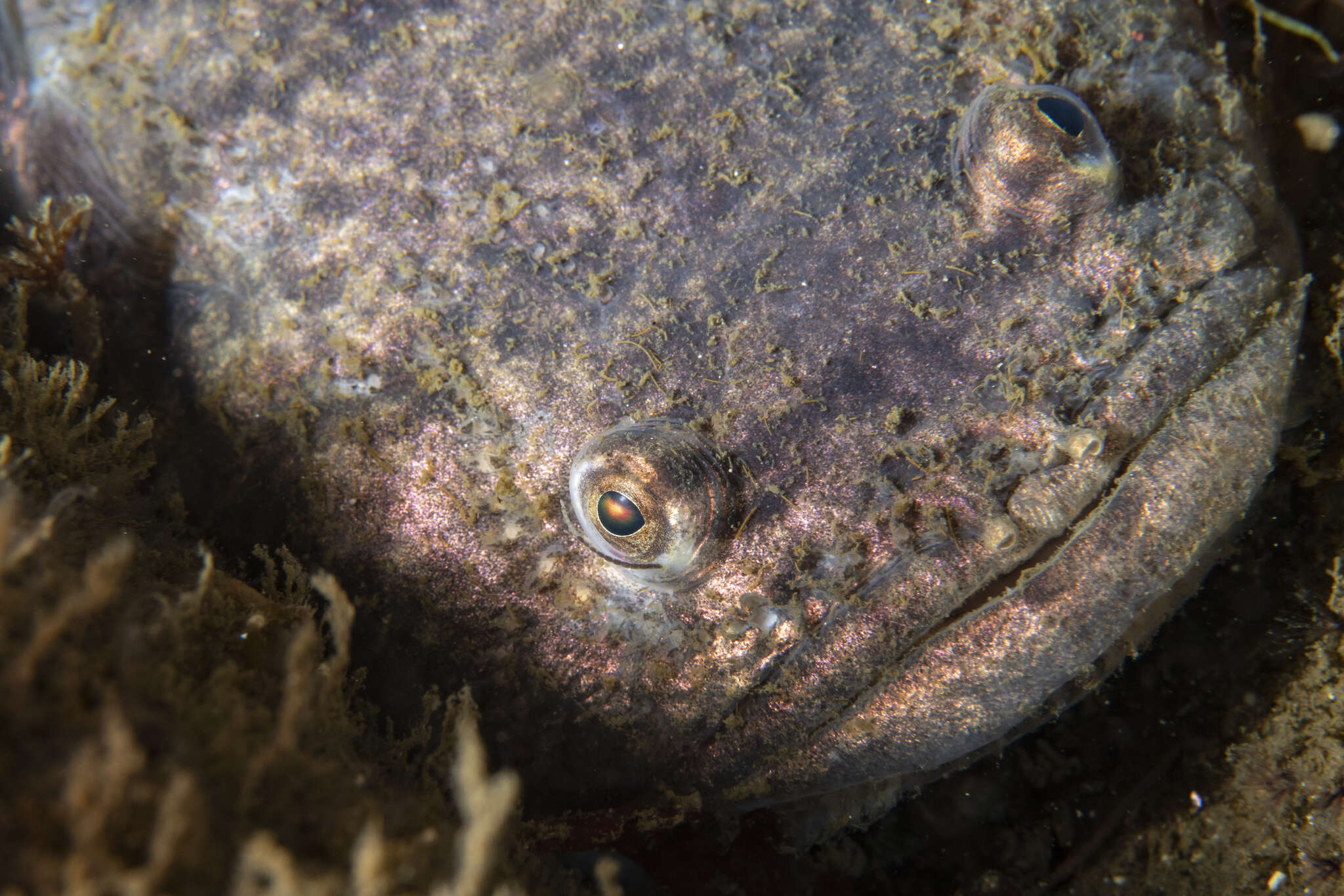 Image of Monkfish