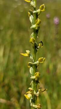 Platanthera yosemitensis Colwell, Sheviak & P. E. Moore resmi