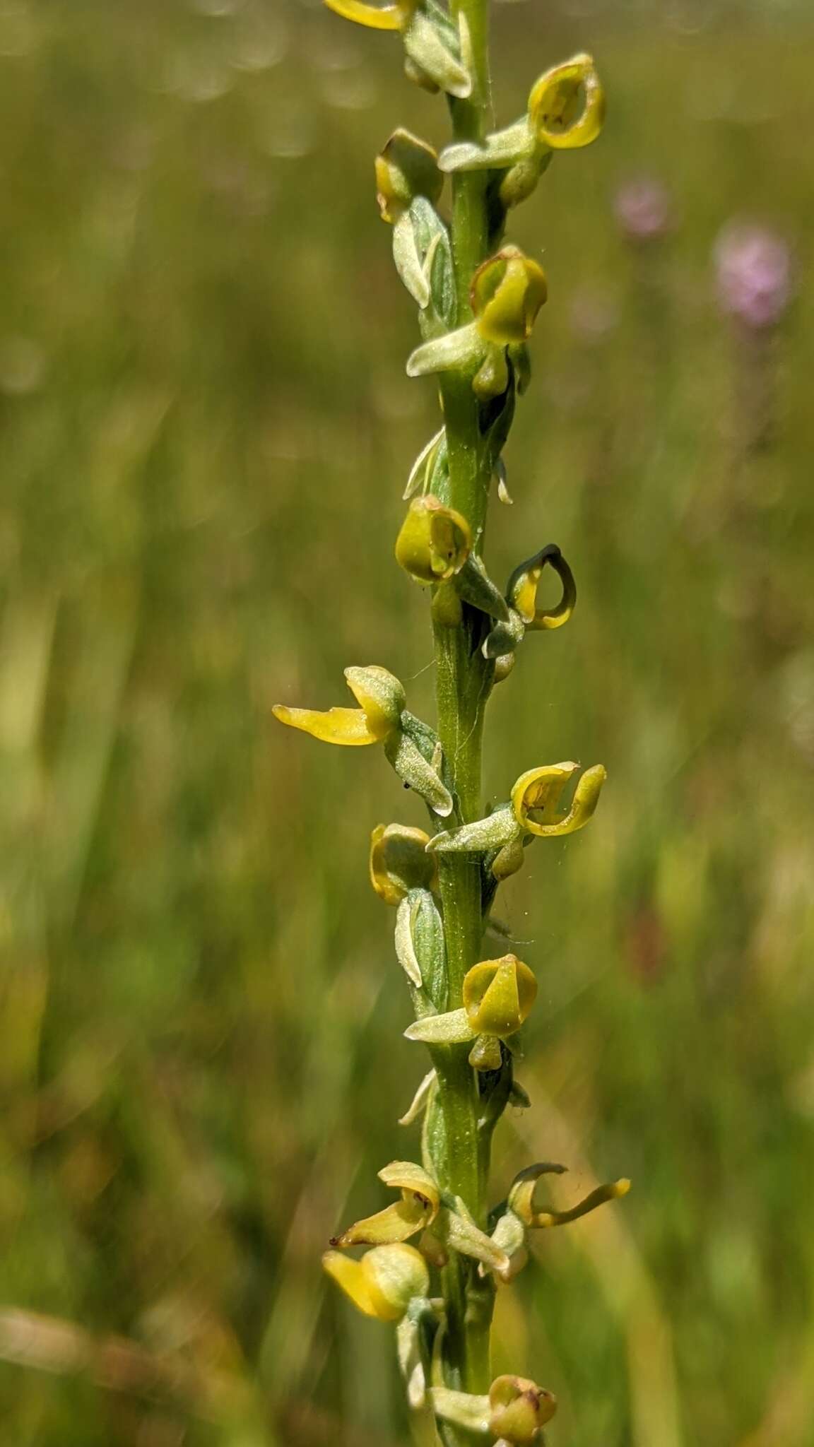 Image of Yosemite bog orchid