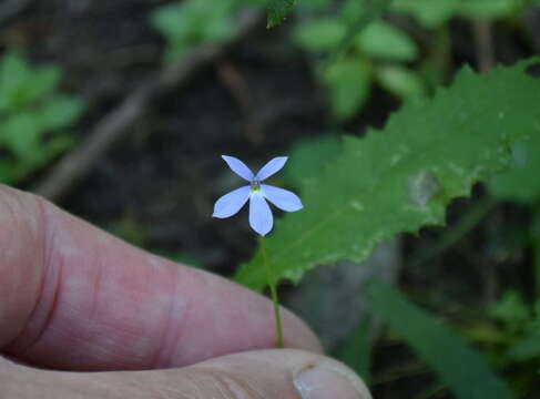 Imagem de Lobelia beaugleholei Albr.