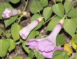 Ipomoea carnea subsp. carnea resmi