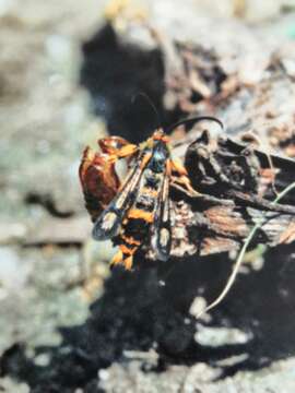 Image de Chamaesphecia masariformis Ochsenheimer 1808