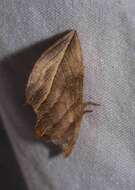 Image of Calyptra canadensis Bethune 1865