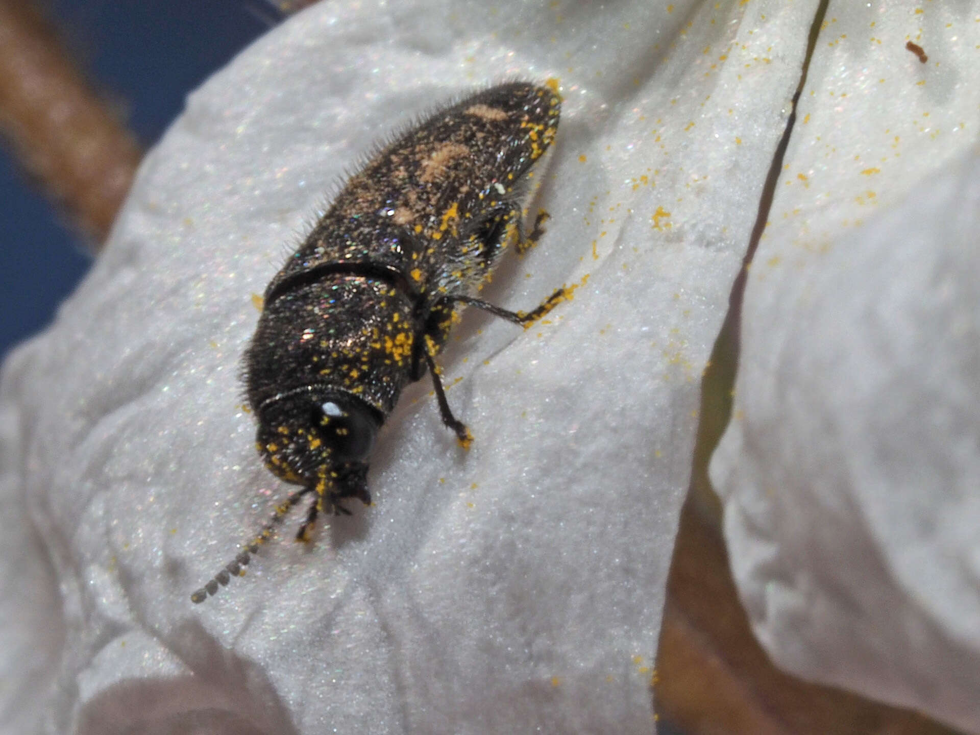 Image de <i>Acmaeodera <i>bipunctata</i></i> bipunctata